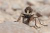 218558 – Photo : Jessica Joachim – Espagne